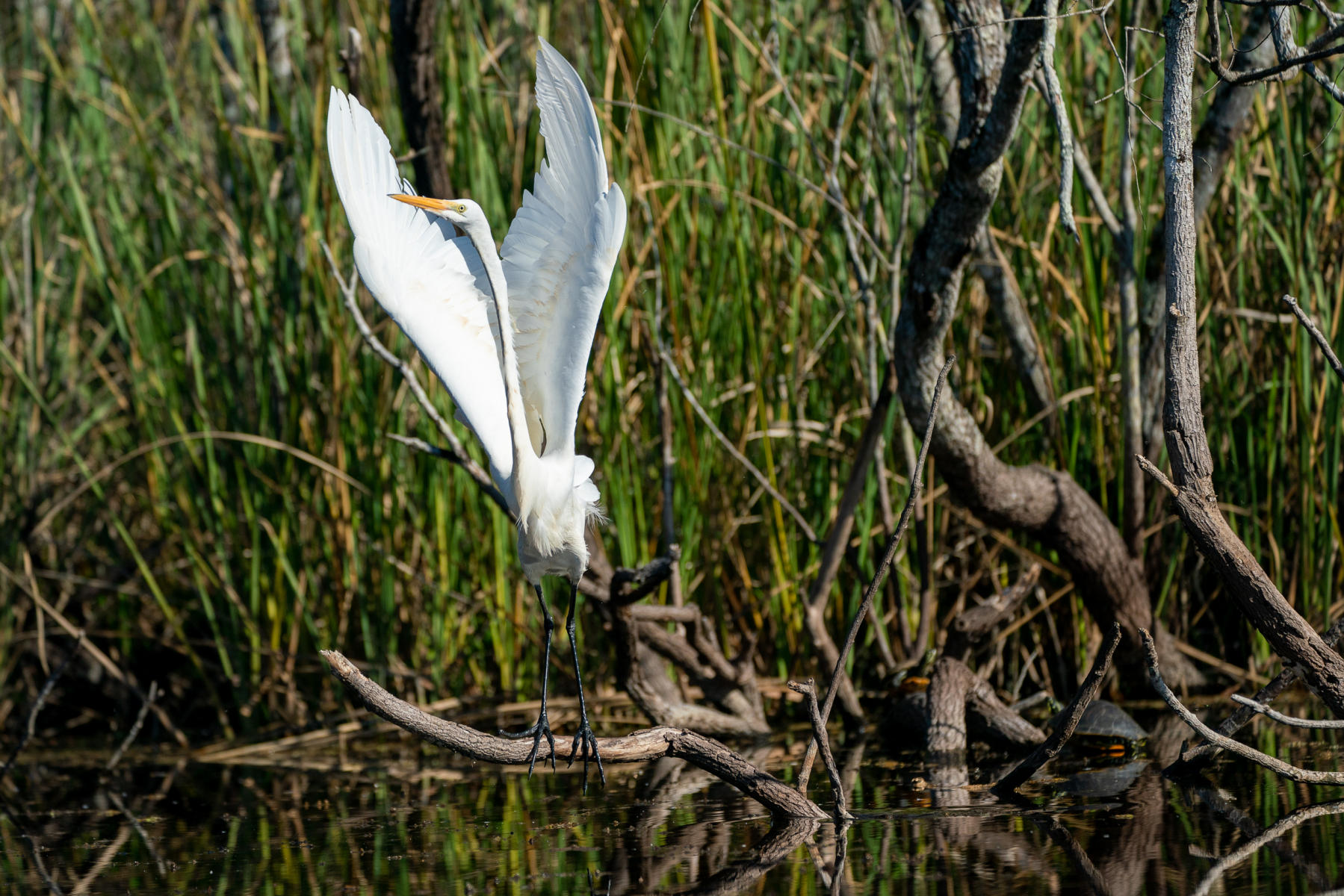 A Great Egret alights on the Turner River in Big Cypress Preserve